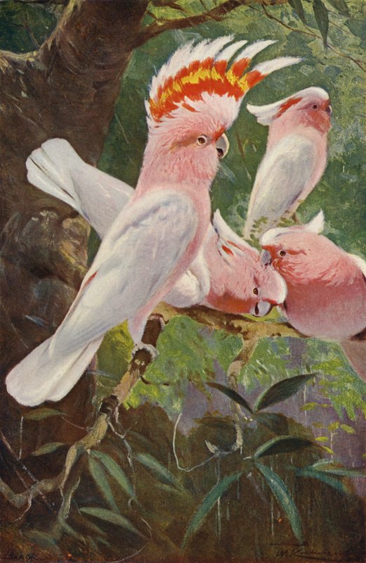 Cacatua Leadbeaters de after Wilhelm Kuhnert