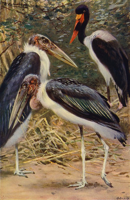 Marabu e Jabiru de after Wilhelm Kuhnert