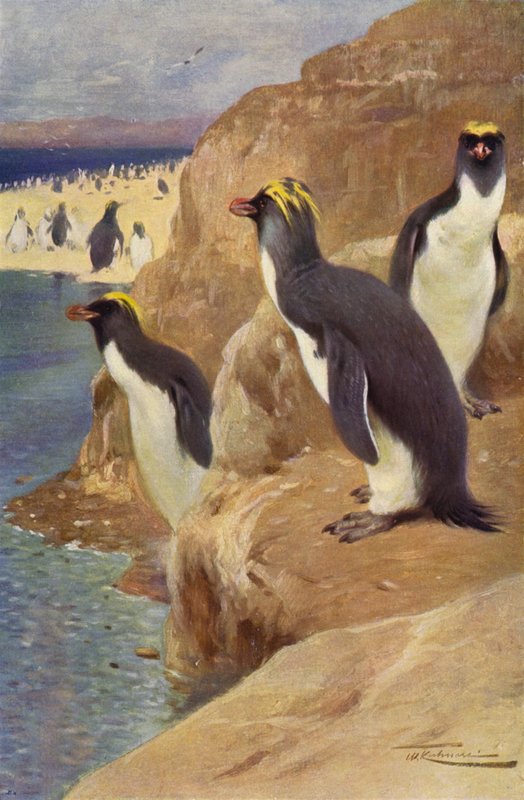 Pinguim da Rocha de after Wilhelm Kuhnert