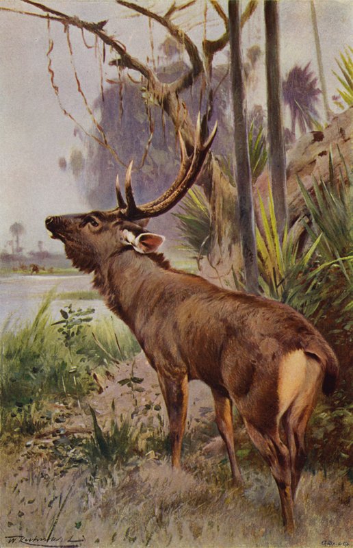 Sambar  de after Wilhelm Kuhnert