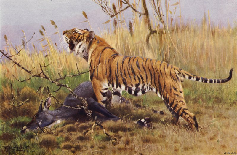 Tigre de after Wilhelm Kuhnert